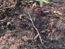 Eine Sand-(Erdbiene) im elterlichen Schrebergarten, fotografiert am 1.5.2019