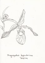 Orchidee, Blüte, Zeichnung mit Fineliner, Notizbuch A5, 01.04.2019